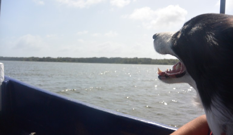 Cody took some coaxing and some calming -- and sometimes downright holding in place -- but he enjoyed parts of the trip too!